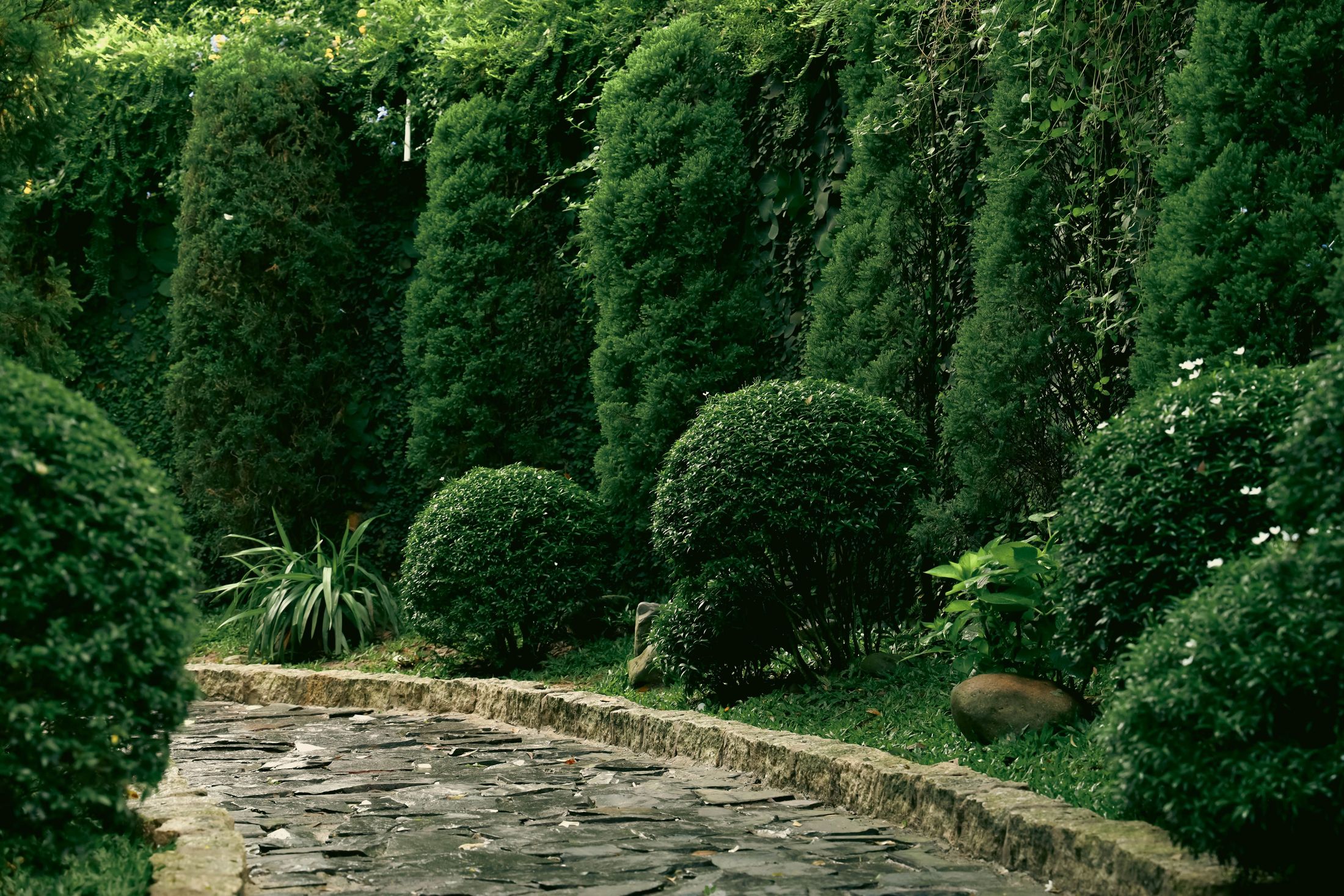 Clipped hedges and planting beside a stone path