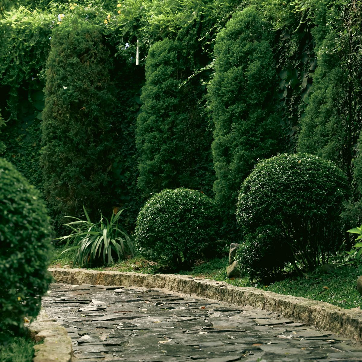 Columnar conifers above a stone edge
